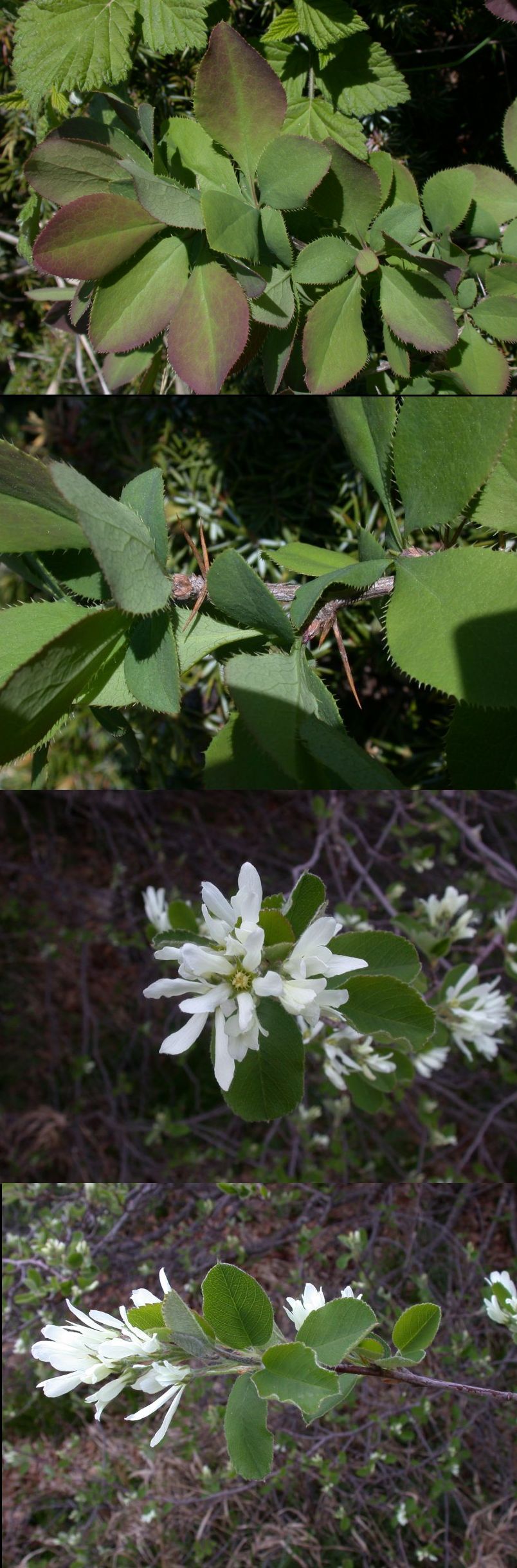 Berberis vulgaris e Amelanchier ovalis